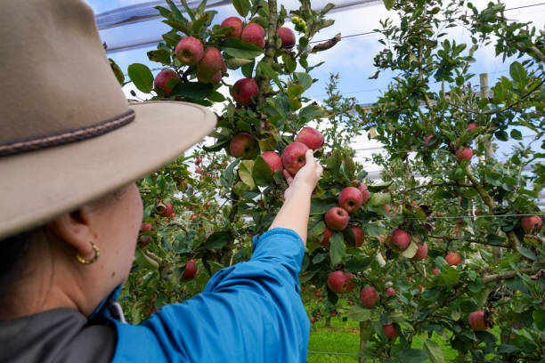 Fruit Picker Jobs in Australia